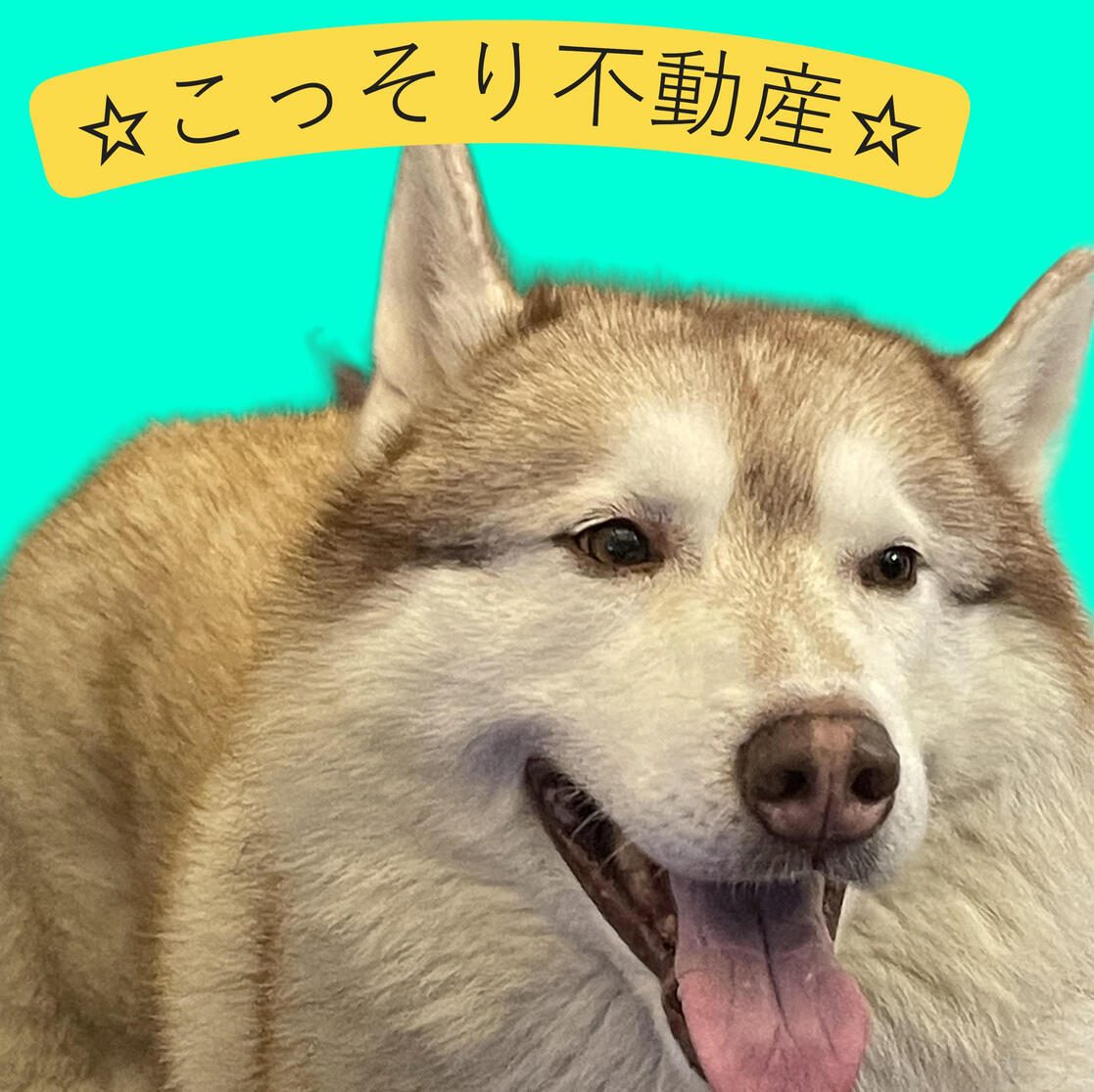 相談中に隣接の敷地でのドッグラン無料です☆